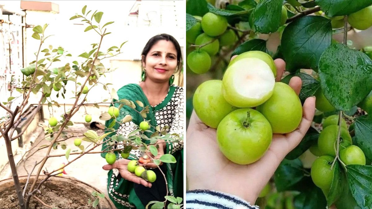 Grow Apple Ber (Jujube) Fruit in Containers – Complete Guide for Home Gardeners