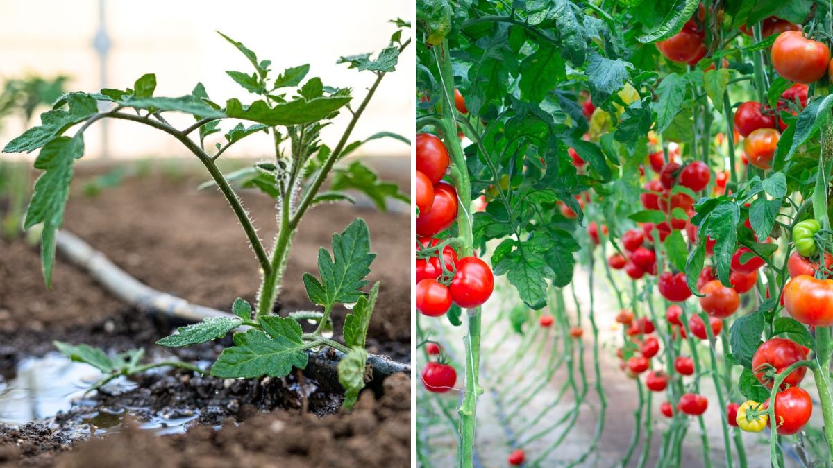 Proven Techniques to Help Your Tomato Plants Grow Faster and Healthier