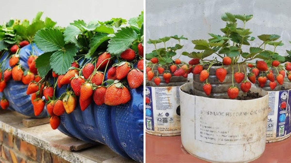 Grow Strawberries in Small Spaces Using Recycled Bottles: A Step-by-Step Guide