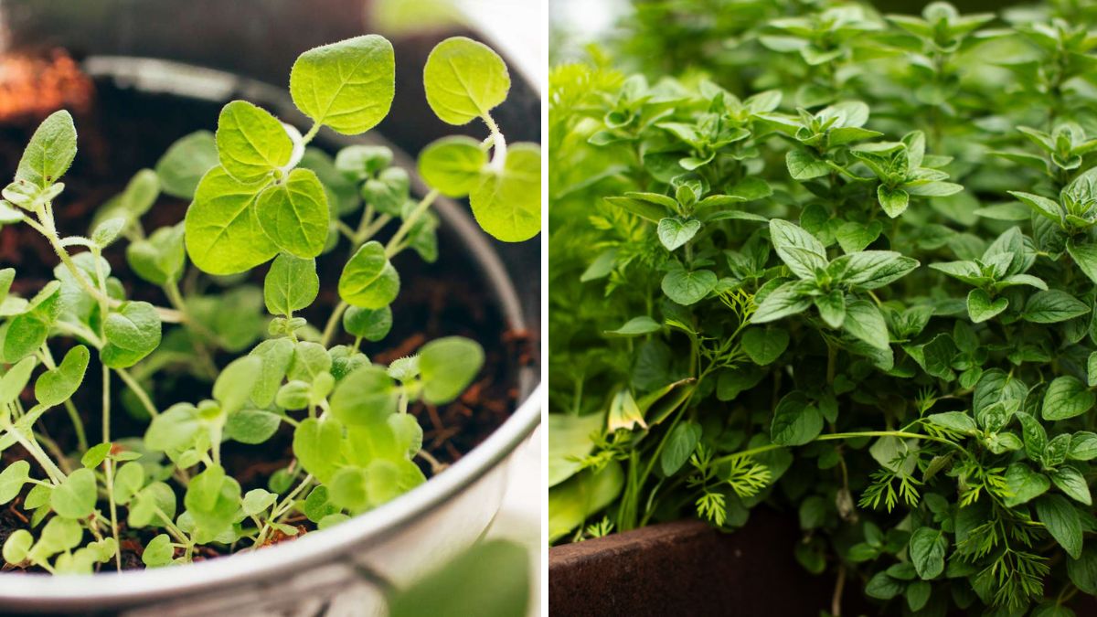 How to Plant and Grow Oregano at Home So You Never Have to Buy It Again