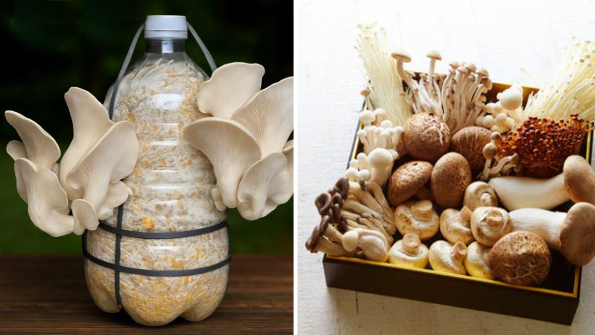 How to Cultivate Supermarket Mushrooms at Home: From Start to Harvest