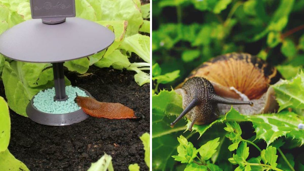 Easy Homemade Snail Trap: Keep Your Garden Snail-Free Without Chemicals