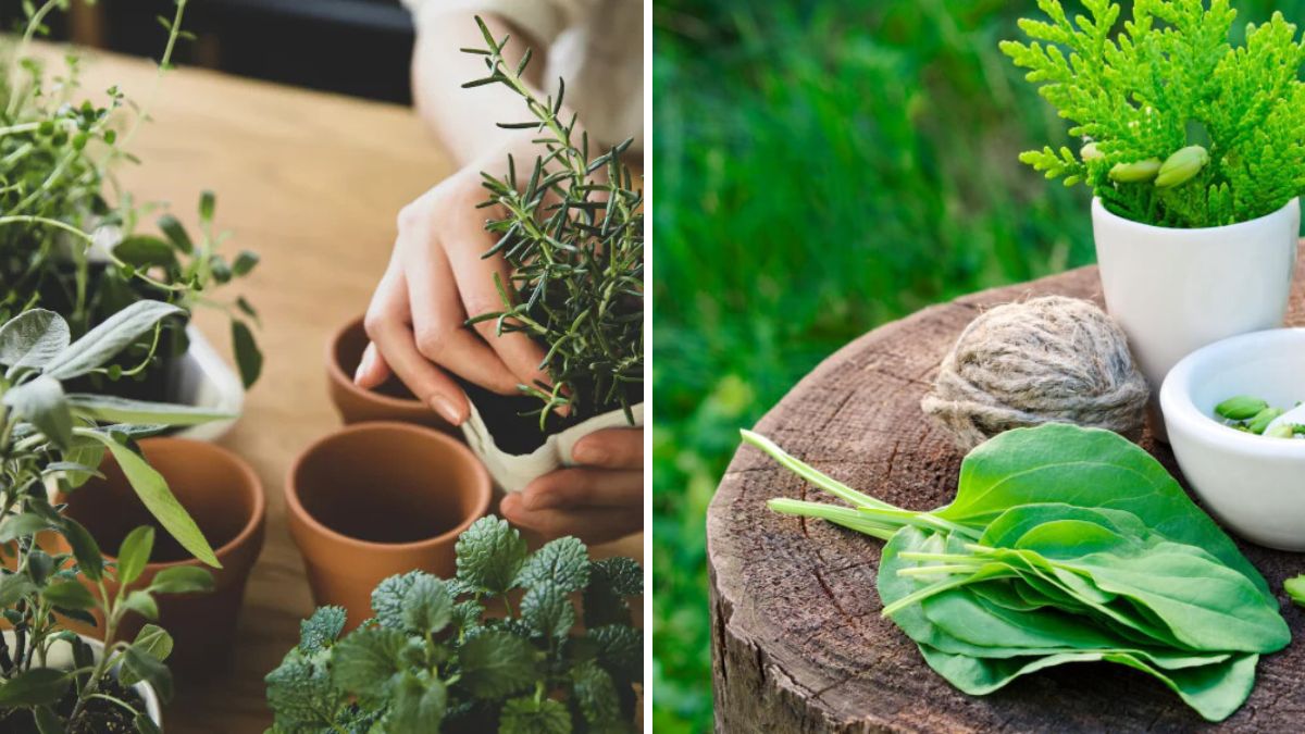 How to Make the Best Healing Paste for Your Plants: Natural Remedies for Stronger Growth