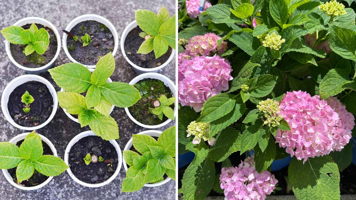 How to Propagate and Root Hydrangea Cuttings at Home: A Step-by-Step Guide for Lush Blooms