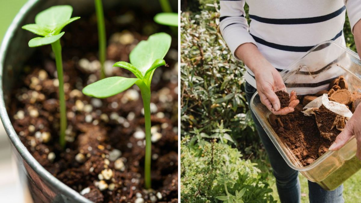 Homemade Fertilizer Tablets: Easy, Healthy, and Effective Way to Grow Strong Plants