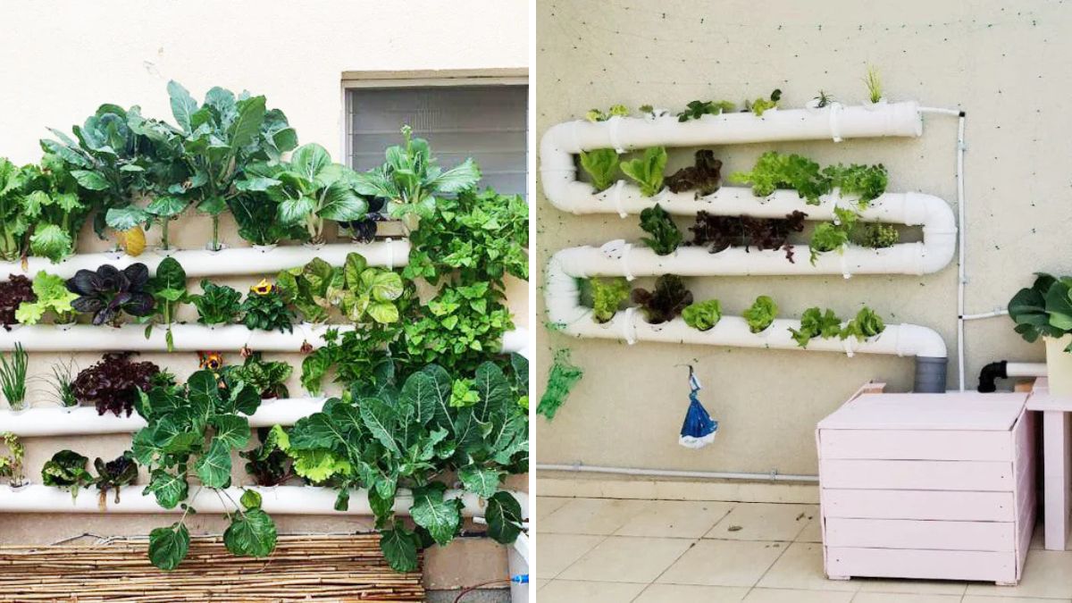 All the Secrets to Easy Home Hydroponics: Grow Fresh, Healthy Plants Indoors