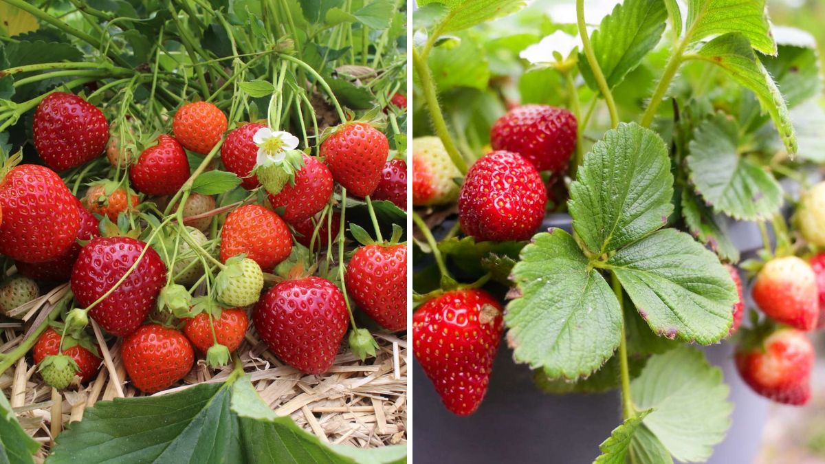 Secrets to Growing Juicy Strawberries in Boxes: A Complete Guide for Beginners