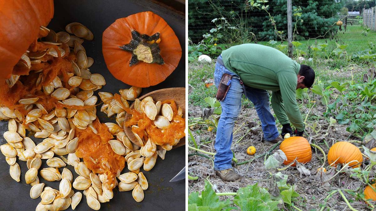Grow Perfect Pumpkins: Complete Guide to Cultivation and Grafting for Maximum Yield