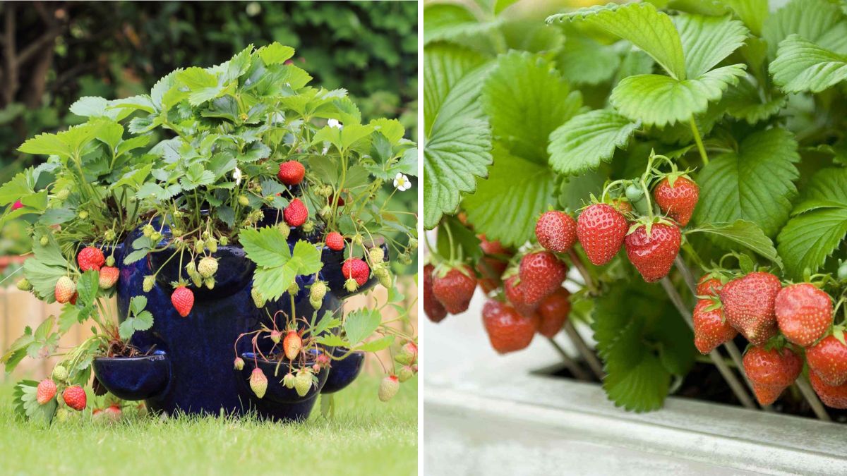 How to Grow and Fertilize Strawberries: Expert Tips to Maximize Yield and Keep Ants Away