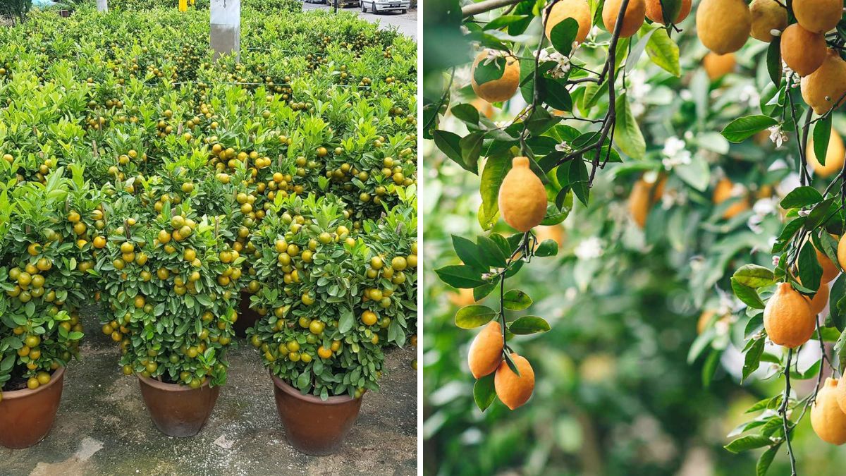 Expert Tips and Consultations for Lemon Tree Care at Home: Grow Healthy, Fruitful Trees