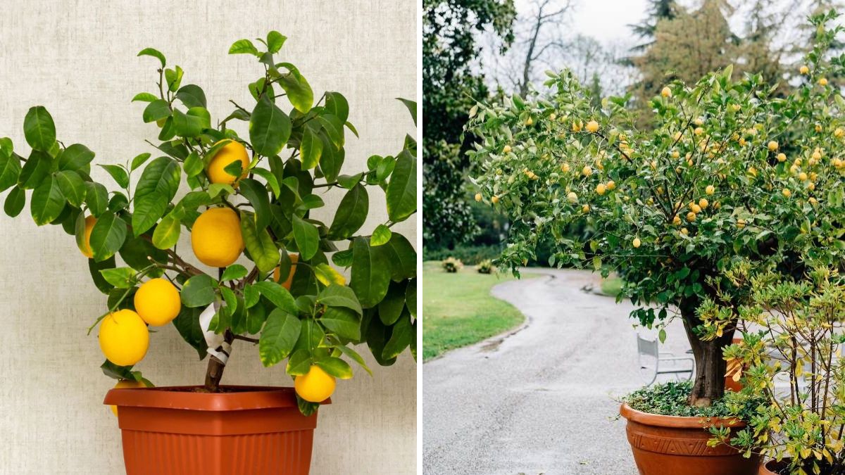 Potted Lemon Tree Blooms One Month After Transplanting: Secrets to Thriving Citrus in Containers