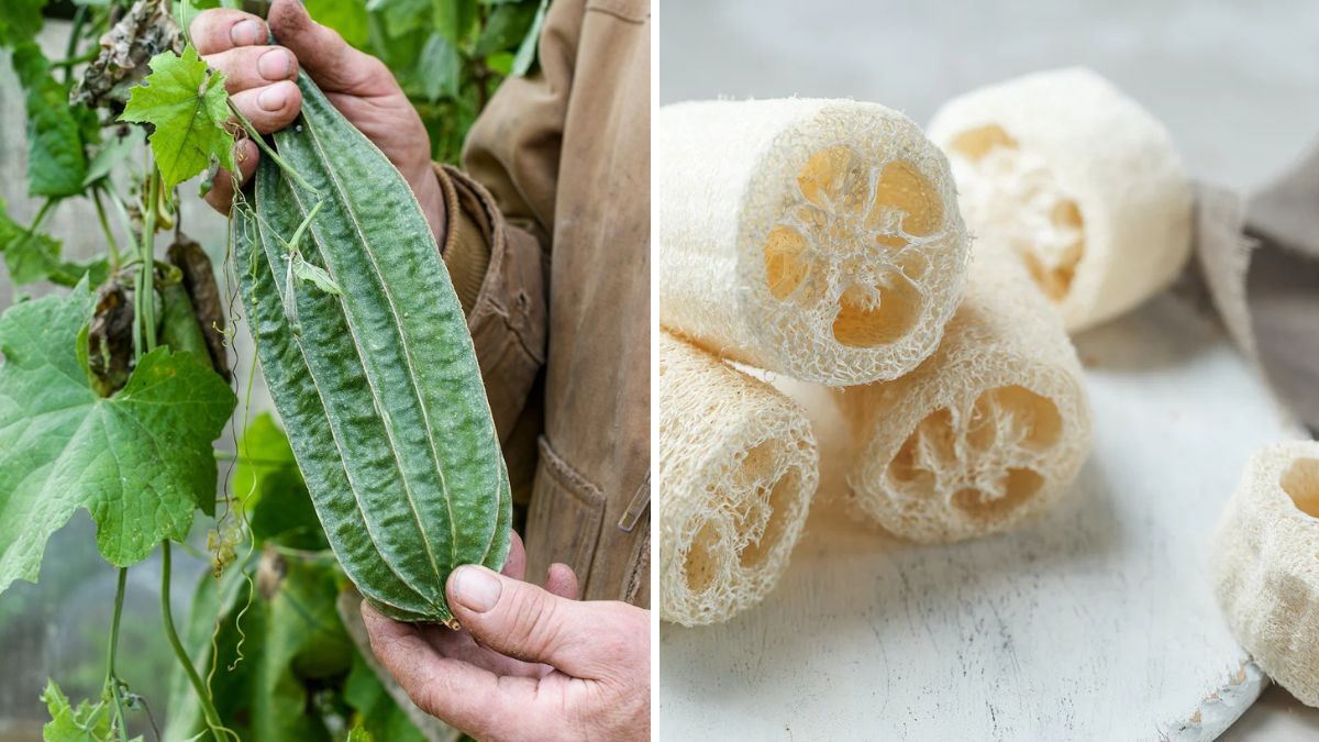 Loofah Secrets Revealed: How to Grow Healthy Luffa and Solve Ants, Fallen Flowers & Weak Tendrils