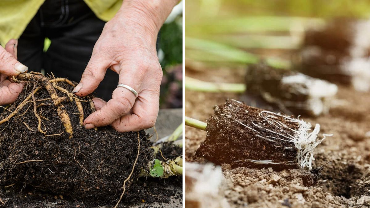 Rooting Made Easy: Master Layering and Cuttings in Pots for Fast, Healthy Plant Propagation