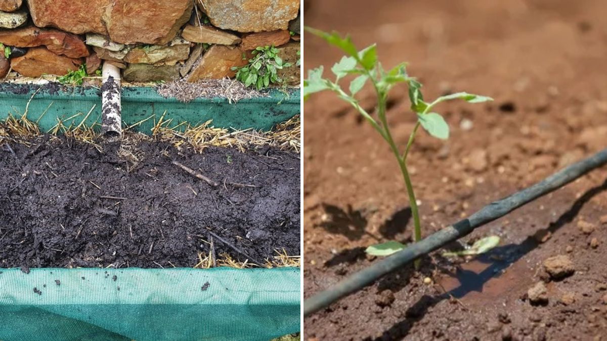 5 Creative Ways to Reuse Greywater in Gardening for a More Sustainable Home