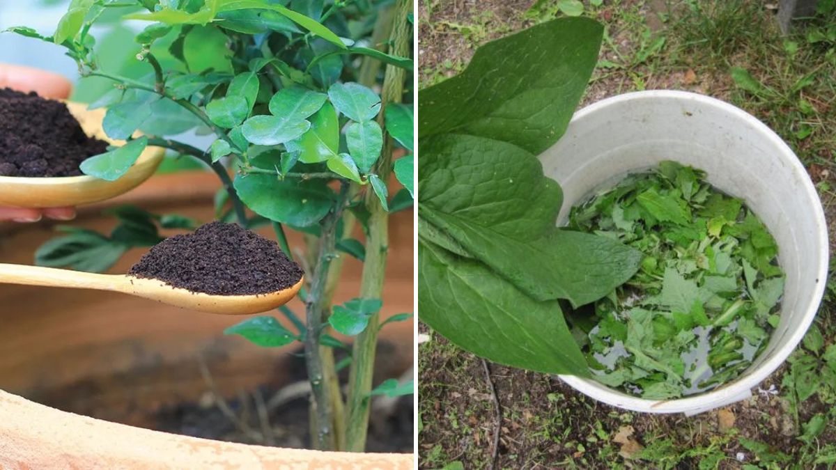 5 Eco-Friendly Fertilizers That Work Wonders for Your Garden