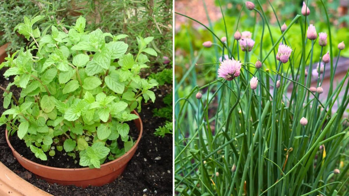 8 Winter Herbs That Survive Frost Naturally: A Complete Guide to Cold-Season Herb Gardening