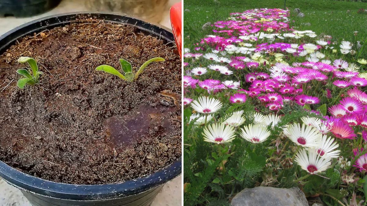 Growing Ice Plant (Mesembryanthemum) from Seeds: Complete Step-by-Step Guide with Real Growth Updates