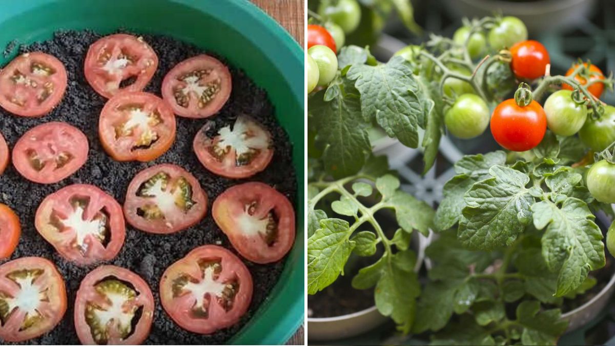 Grow Tomatoes at Home from Seed to Harvest: Complete Beginner-Friendly Guide