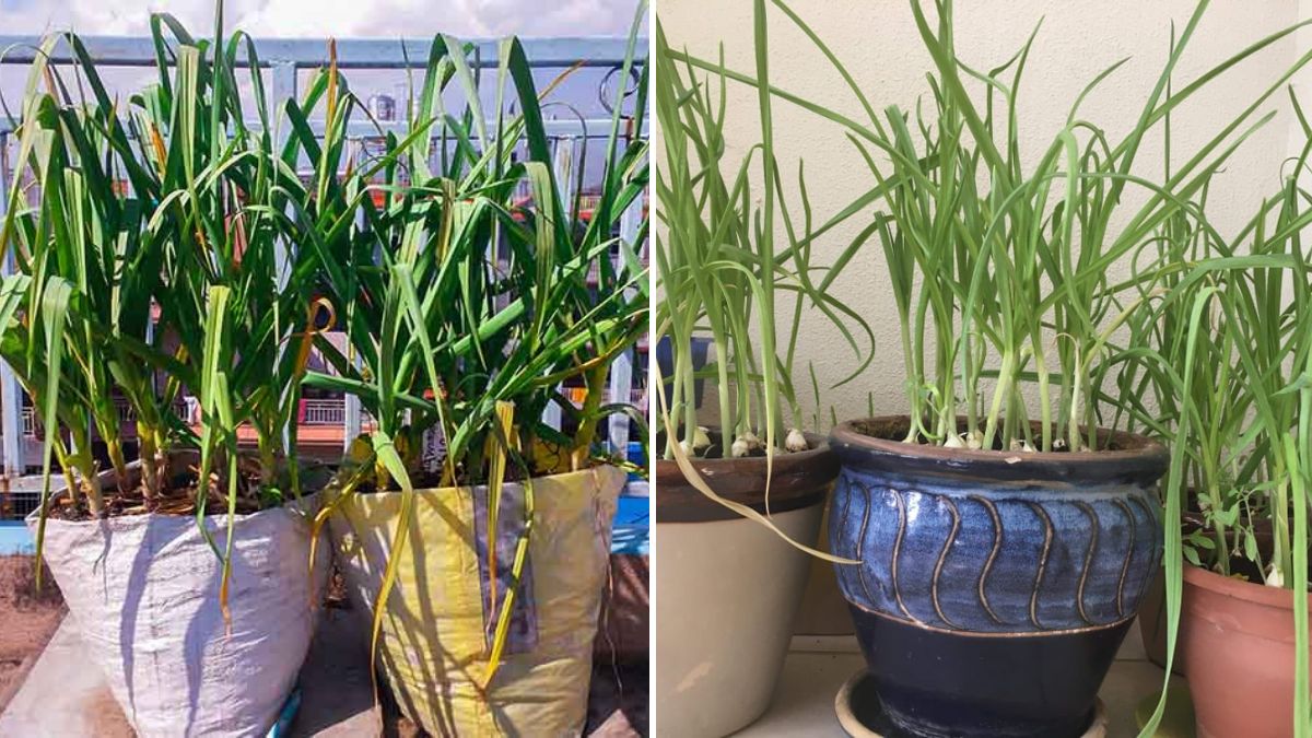 Grow Garlic at Home: A Complete Seed-to-Harvest Guide for Beginners (FULL UPDATES)
