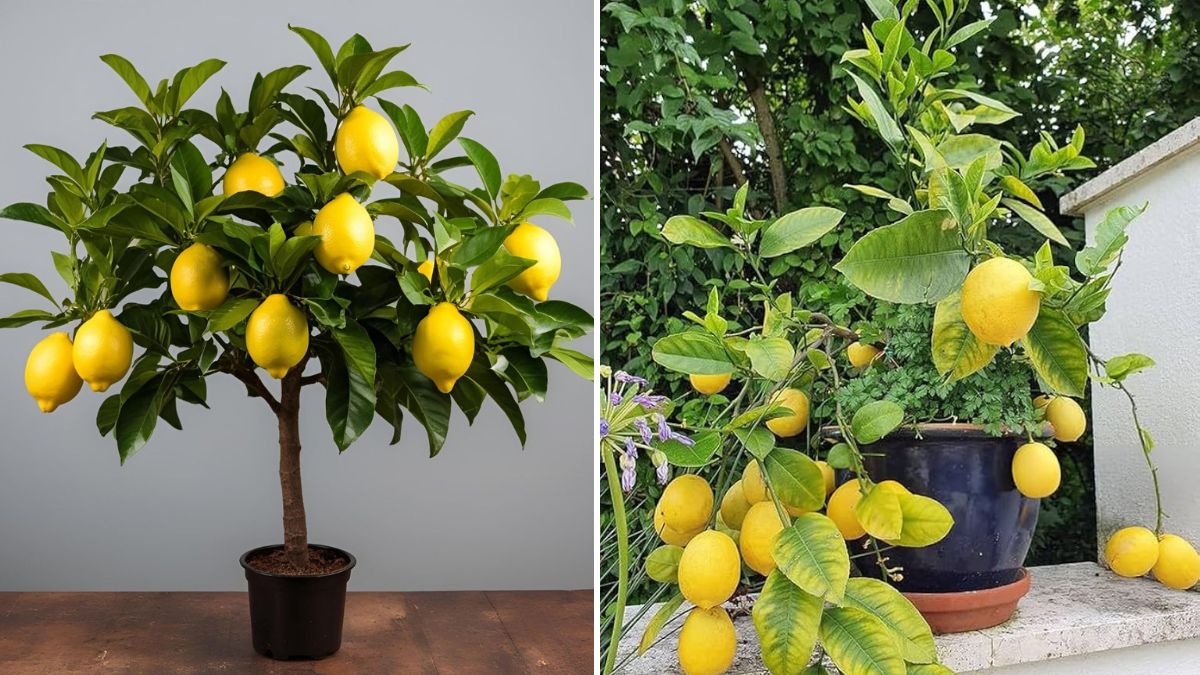The Ultimate Beginner’s Guide to Growing a Lemon Tree from Seeds (FULL UPDATES)