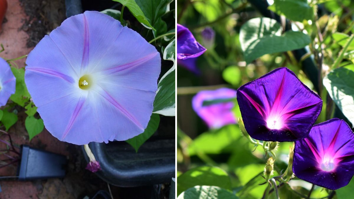 Morning Glory Magic: Complete Guide to Growing Morning Glory from Seed (Full Information)