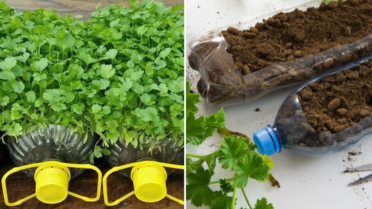 Green Recycling: How to Grow Coriander in Waste Bottles (With Full Updates)