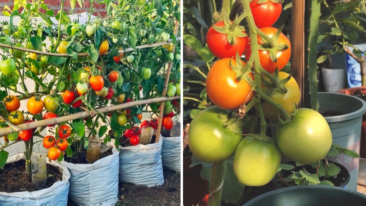 The Ultimate Tomato Growing Blueprint: How to Grow Juicy, Healthy Tomatoes at Home Like a Pro