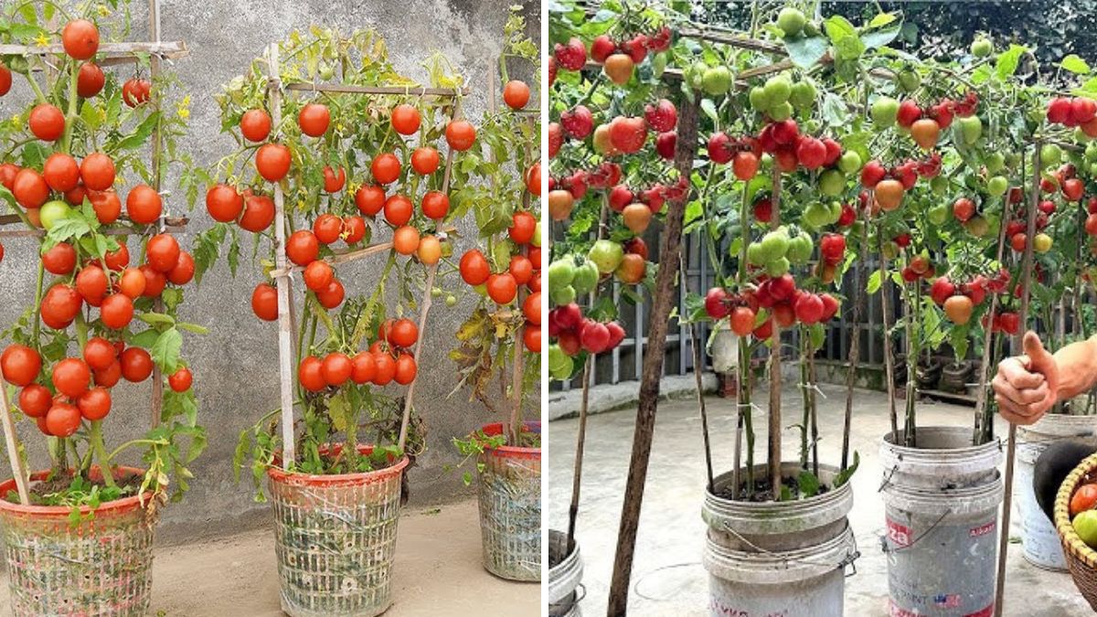 Early Tomato Harvesting Secrets: The Proven Technique to Get Faster, Bigger, and Higher Yields!