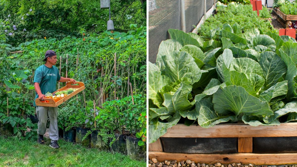 How We Grew a Family’s Worth of Food Using Just Two Garden Beds—Yes, It’s Possible!