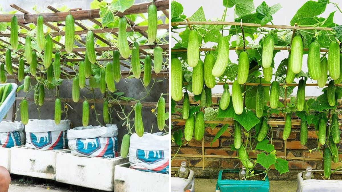 Terrace Farming Made Easy: How We Grew Bucketfuls of Cucumbers in Simple Plastic Bins!