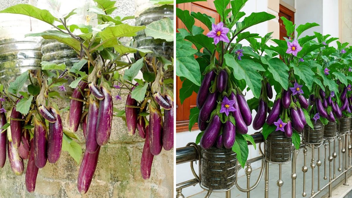 The Balcony Eggplant Breakthrough: The Surprisingly Easy Method That Grows Gorgeous, Heavy-Yielding Plants!