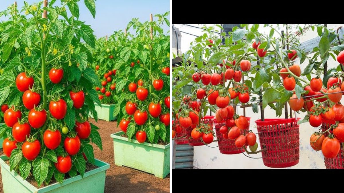 Don’t Throw Away Old Pots—Turn Them Into a Tomato Harvest Machine With This Simple Method!