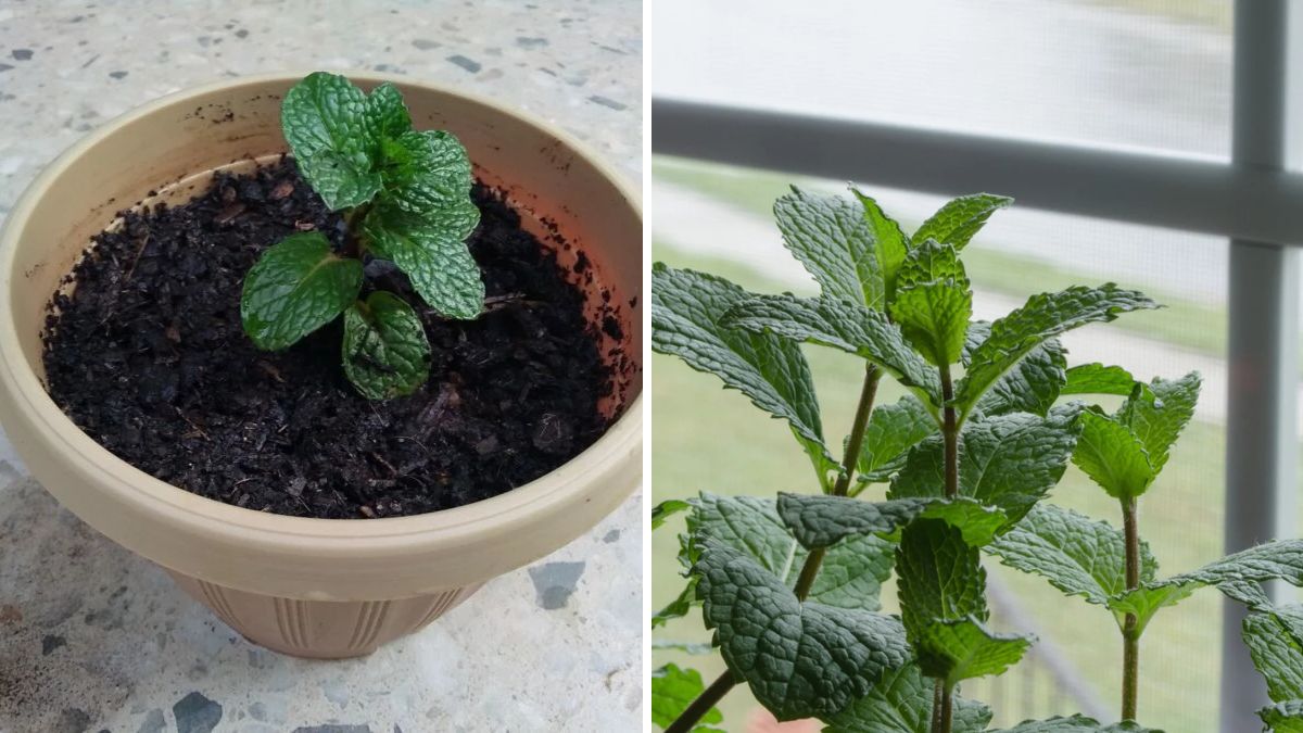 Mint Made Easy: The Complete Guide to Growing Lush, Fragrant Mint at Hom