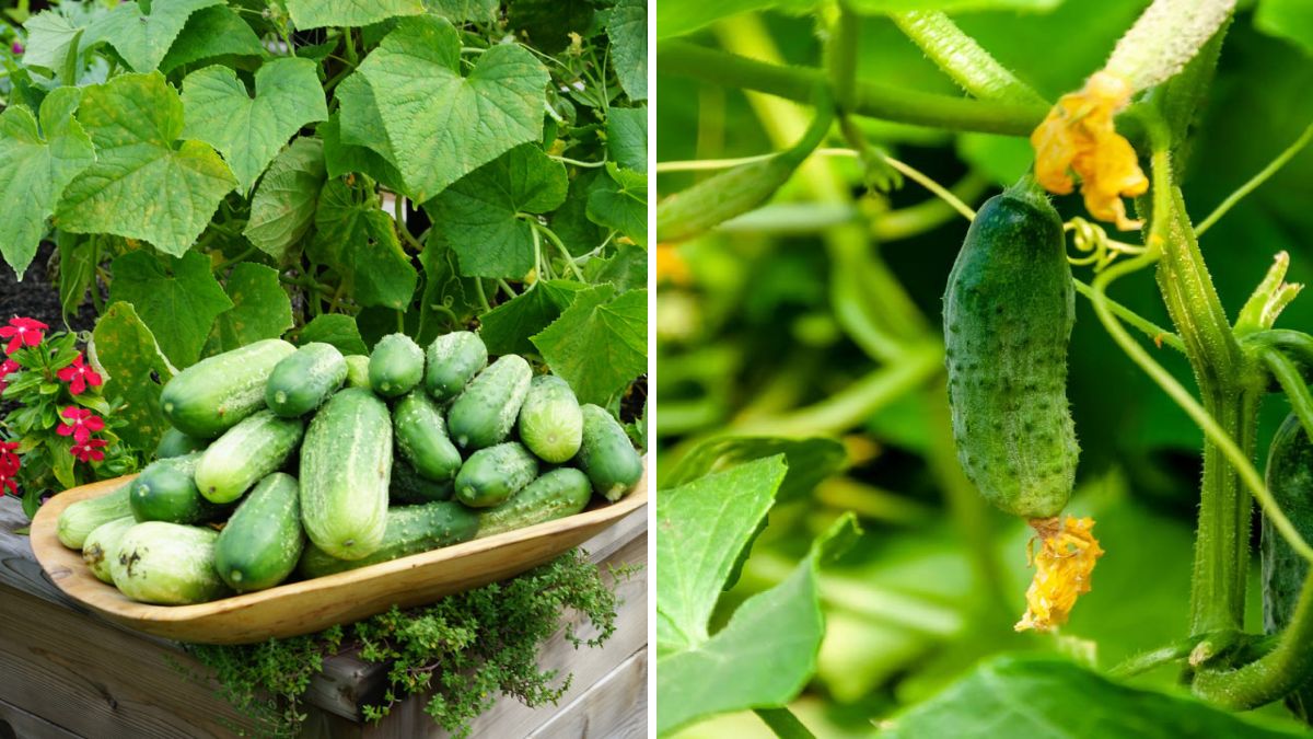 My Cucumber Success Story: How I Grew Crisp, Healthy Cucumbers in My Garden Bed