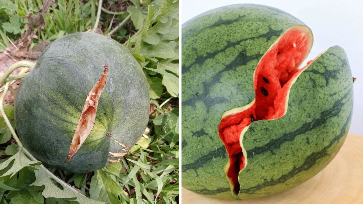 Why My Watermelons Cracked: Causes, Fixes, and How to Prevent It Forever