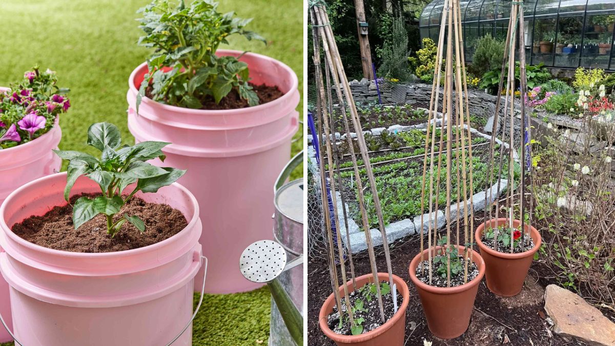 My Vines Grown in Buckets: The Complete Guide to Growing Strong, Healthy Plants in Small Spaces