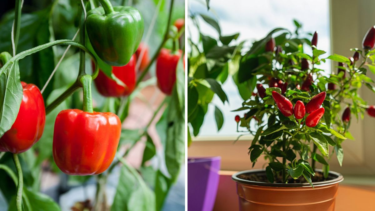 Pepper Power: The Ultimate Home Grower’s Guide to Big, Flavorful Peppers
