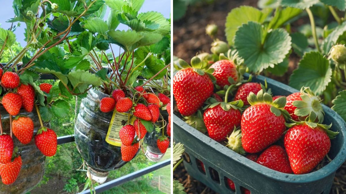 Sweet Success: The Complete Guide to Growing Juicy Strawberries at Home