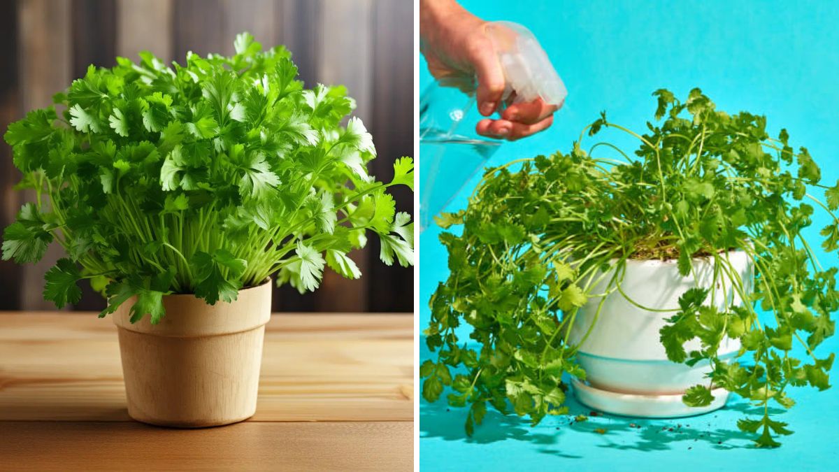 Cilantro Made Easy: The Ultimate Guide to Growing Fresh, Flavorful Cilantro in a Self-Watering Pot
