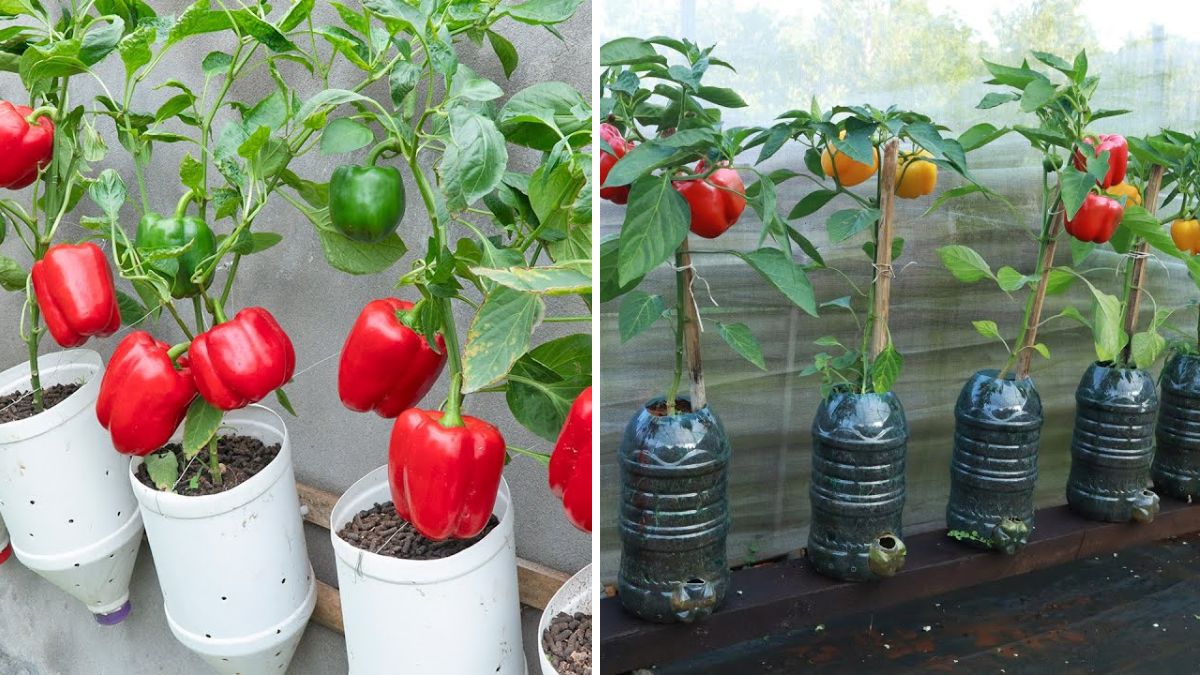 Bottle Garden Magic: How to Grow Abundant Peppers in Plastic Bottles with Zero Waste
