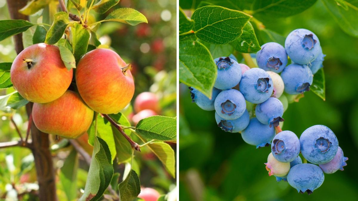 Unlock Early Harvests: Proven Techniques to Make Your Fruit Trees Produce Faster