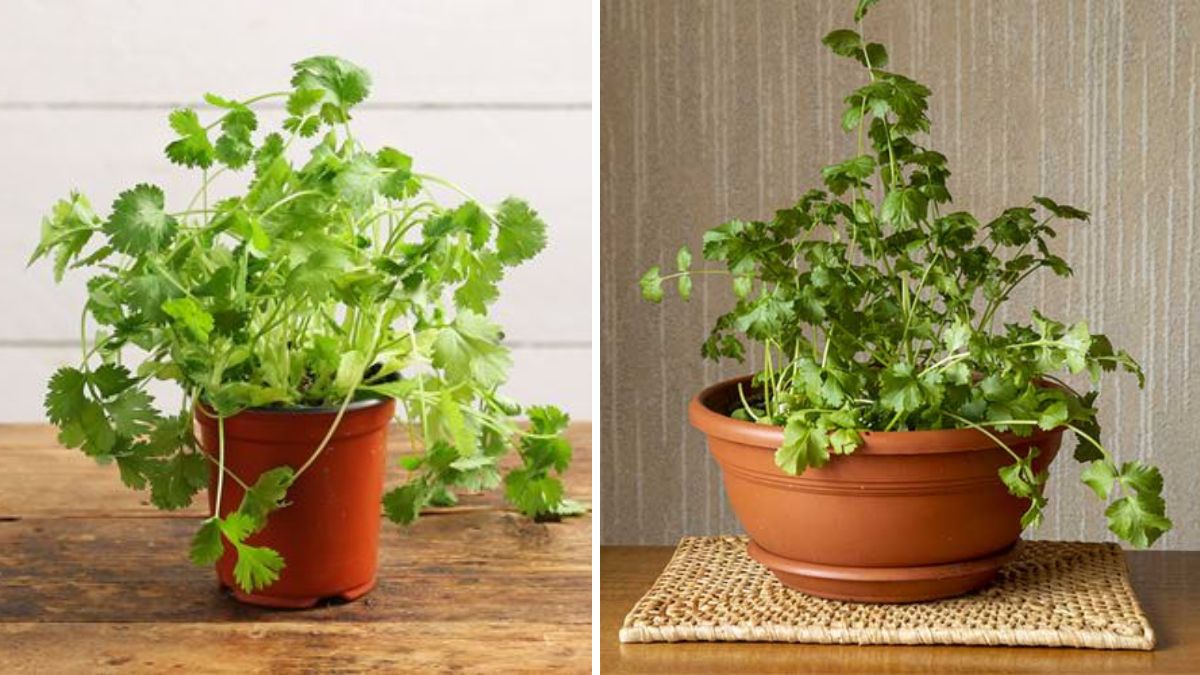 The Coriander Tower: A Vertical Gardening Secret for Endless Fresh Cilantro at Home