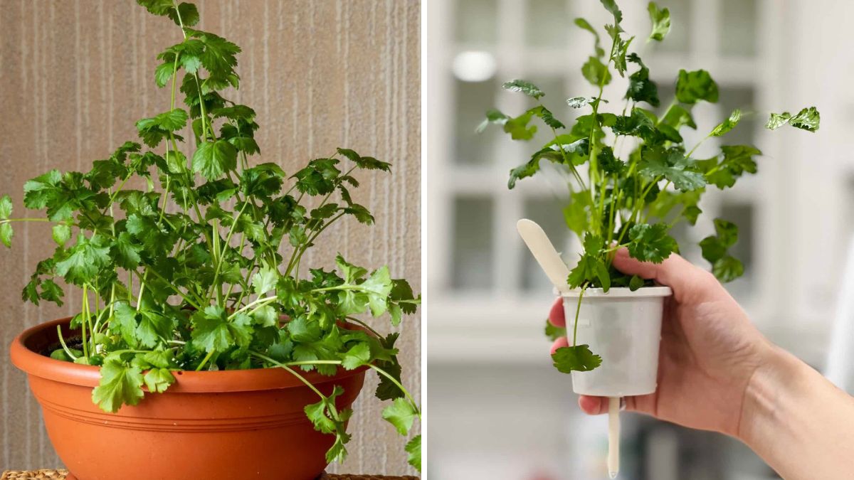 Cilantro Magic: A Complete Guide to Growing Lush, Flavorful Cilantro at Home