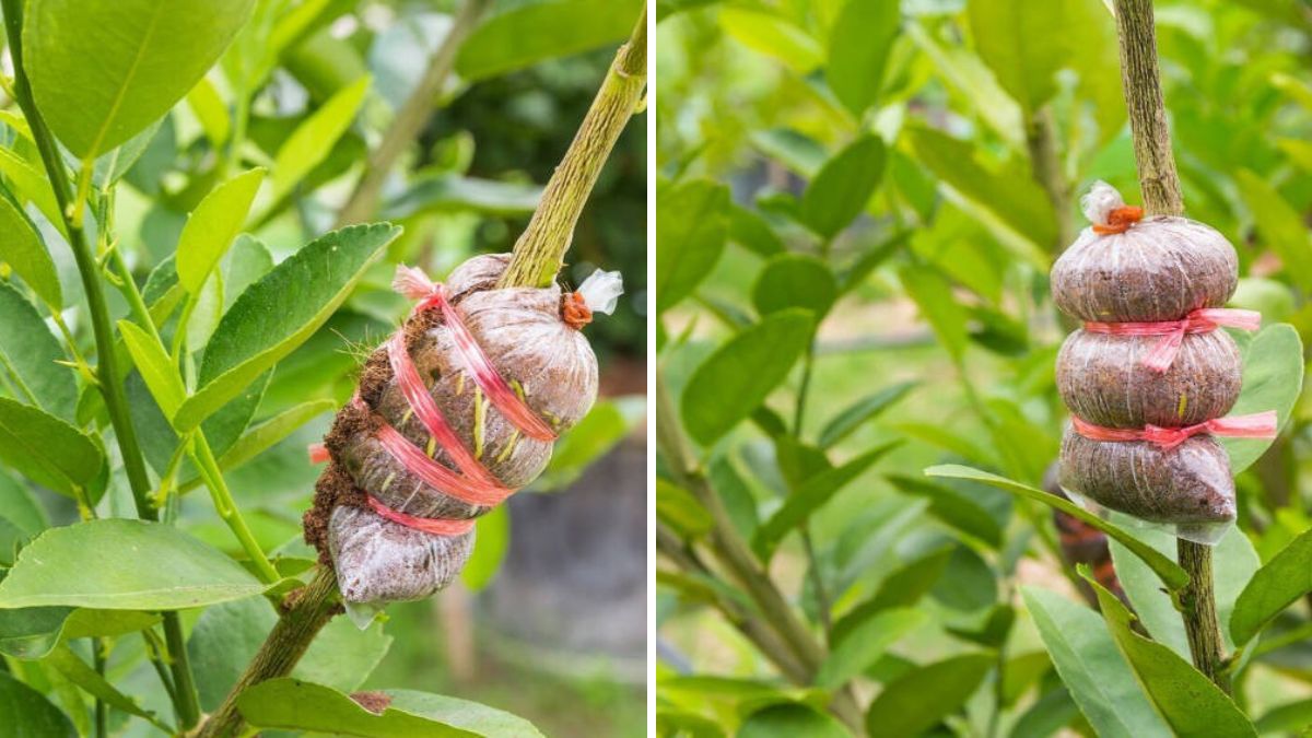Air Layering Mastery: The Ultimate Guide to Creating Strong, Fast-Growing Seedlings at Home