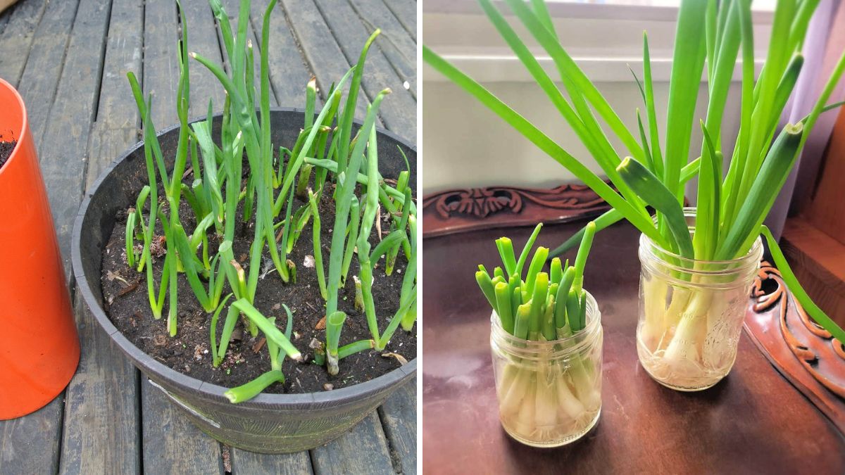 Green Onion Growth Secrets: Tips to Grow Thick, Healthy, and Lush Green Onions