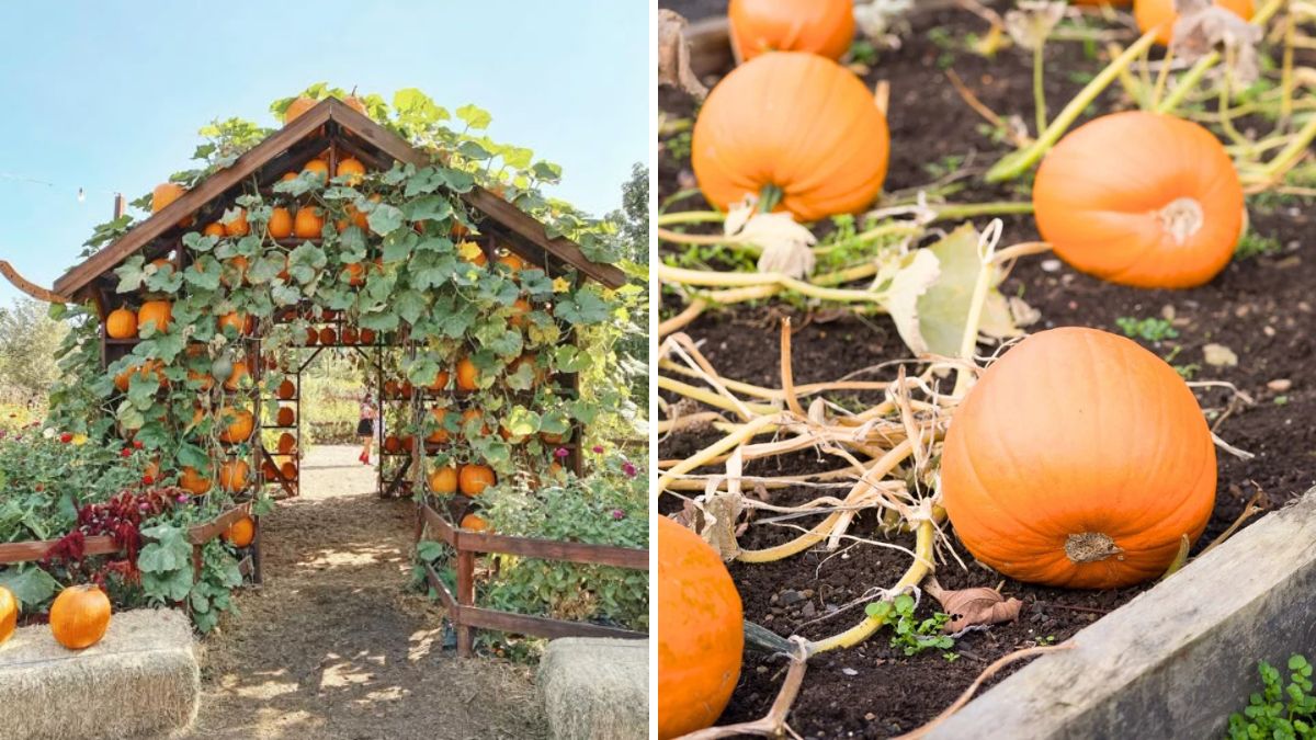My Pumpkin Garden: A Complete Guide to Growing Big, Juicy Pumpkins at Home