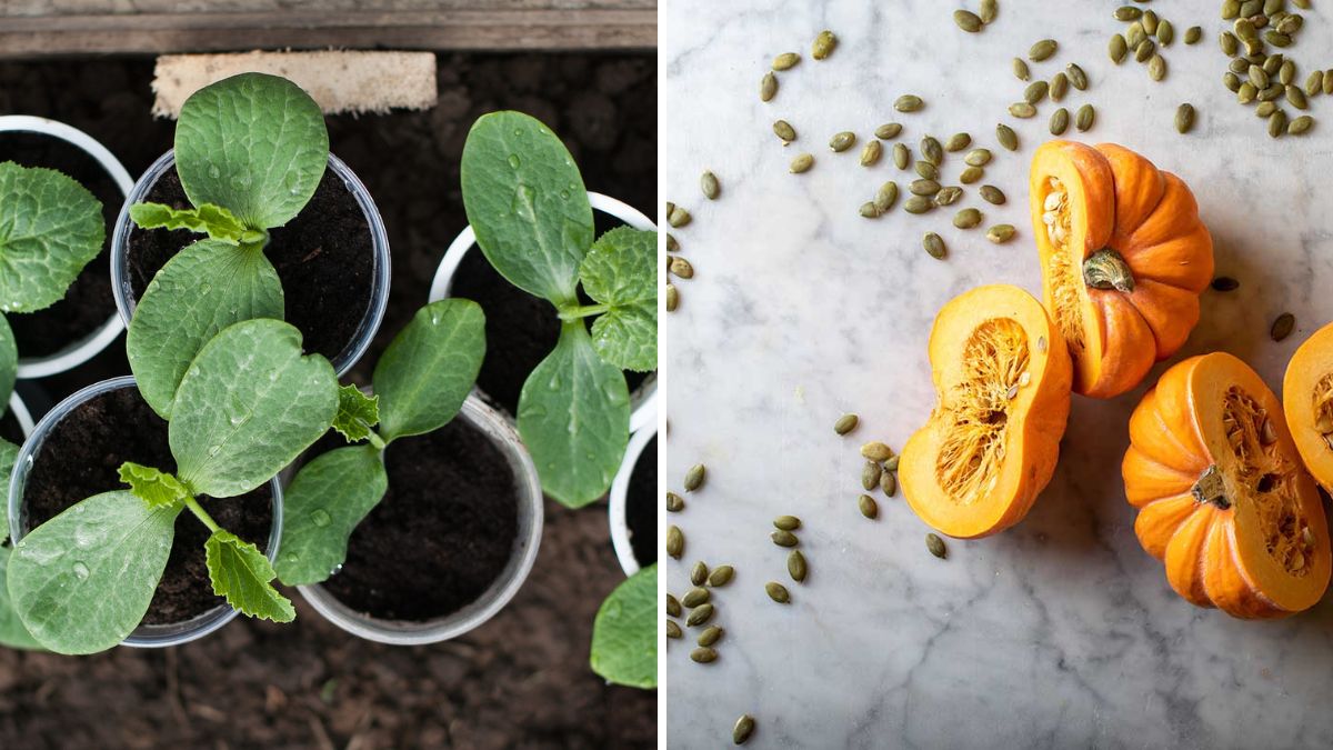 From Seed to Sprout: How to Create Healthy New Pumpkin Seedlings at Home