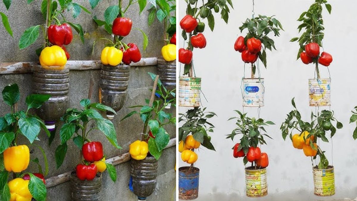 Bottle-Grown Harvest: How to Successfully Grow Peppers in Plastic Bottles at Home