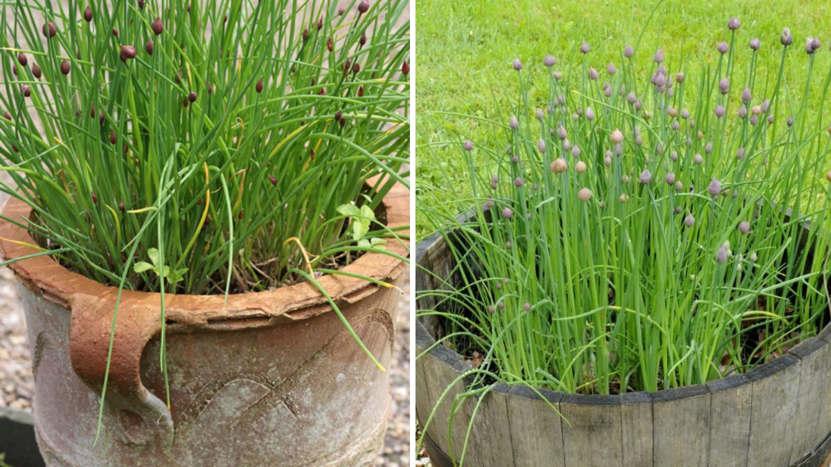 Endless Flavor: Essential Tips for Growing Fresh, Vibrant Chives at Home