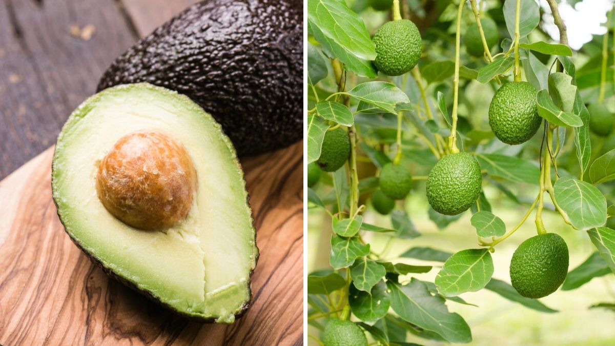 Unlocking Abundant Harvests: The Complete Guide to Making Your Avocado Tree Produce More Fruit